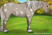 Horse Color:White Spotted Silver Grullo Roan