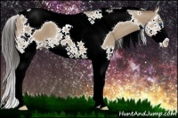 Horse Color:Sable Cream Champagne Splash Tobiano 