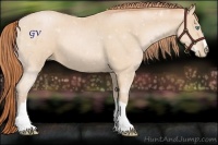 Horse Color:Buckskin Pearl 
