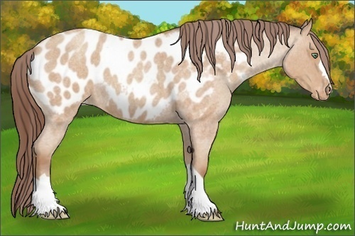 Horse Color:Amber Champagne Roan Appaloosa 