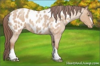 Horse Color:Amber Champagne Roan Appaloosa 