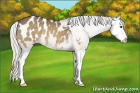 Horse Color:Silver Bay Dun Sabino Splash Appaloosa