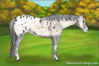 Horse Color:Bay Onyx Sabino Appaloosa