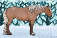 Horse Color:Silver Bay Roan