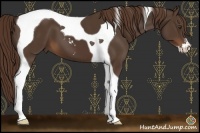 Horse Color:Liver Chestnut Sabino Tobiano 