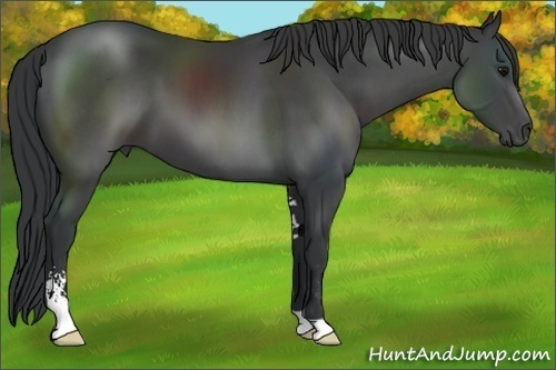 Horse Color:Black Sabino