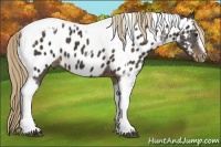 Horse Color:Liver Chestnut Sabino Tobiano Near Leopard 