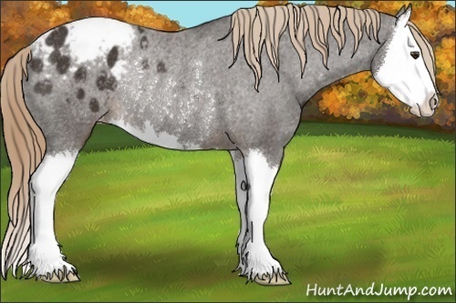 Horse Color:Liver Chestnut Sabino Splash Appaloosa Rabicano 