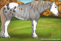 Horse Color:Liver Chestnut Sabino Splash Appaloosa Rabicano 