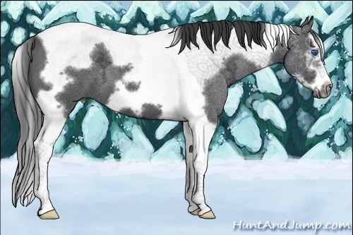 Horse Color:Blue Ice Roan Splash Tobiano Frame