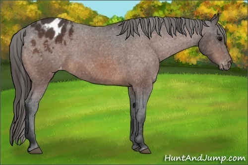 Horse Color:Brown Sabino Varnish