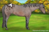 Horse Color:Brown Sabino Varnish 