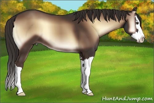 Horse Color:Liver Red Onyx Sabino Splash