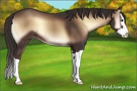 Horse Color:Liver Red Onyx Sabino Splash 