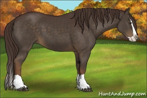 Horse Color:Liver Chestnut Splash
