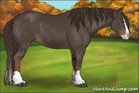 Horse Color:Liver Chestnut Splash 
