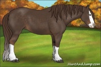 Horse Color:Liver Chestnut Splash 