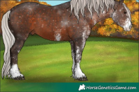 Horse Color:White Spotted Silver Brown