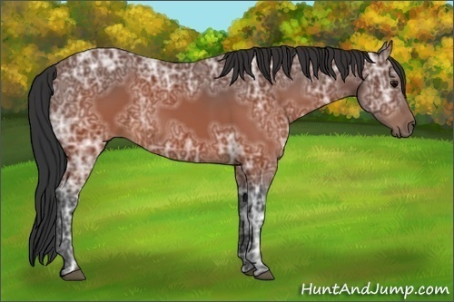 Horse Color:Brown Ice