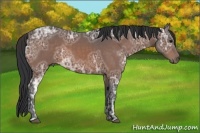 Horse Color:Bay Ice 