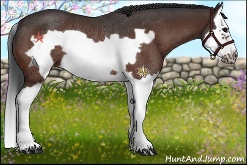 Horse Color:Bay Splash Frame Rabicano