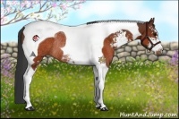 Horse Color:Brown Sabino Tobiano Rabicano