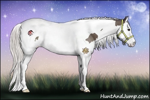 Horse Color:Silver Black Splash Tobiano 