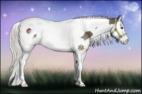 Horse Color:Silver Black Splash Tobiano 