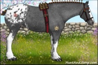 Horse Color:White Spotted Black Appaloosa 