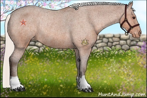 Horse Color:Silver Bay Varnish Rabicano