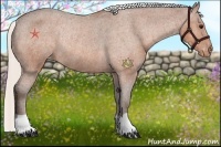 Horse Color:Silver Bay Varnish Rabicano