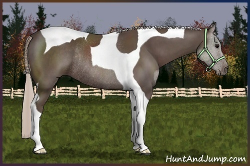 Horse Color:Silver Black Sabino Tobiano Rabicano