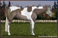 Horse Color:Silver Black Sabino Tobiano Rabicano
