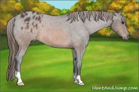 Horse Color:Brown Roan Varnish 