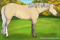 Horse Color:Silver Buckskin 