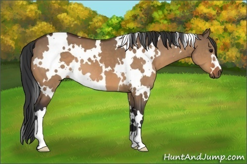 Horse Color:White Spotted Bay Dun 