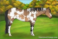 Horse Color:White Spotted Bay Dun 