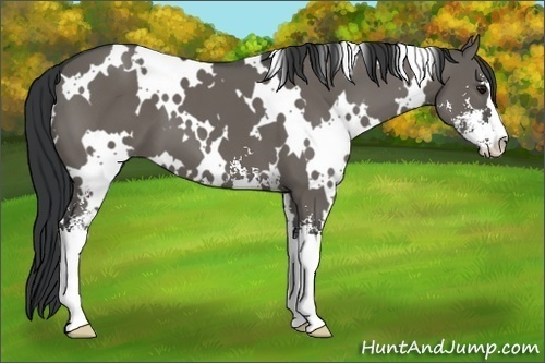 Horse Color:White Spotted Grullo Sabino