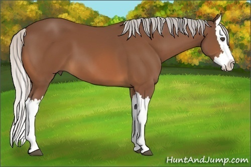 Horse Color:Silver Bay Splash 