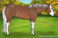 Horse Color:Silver Bay Splash 