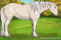 Horse Color:White Spotted Cremello 
