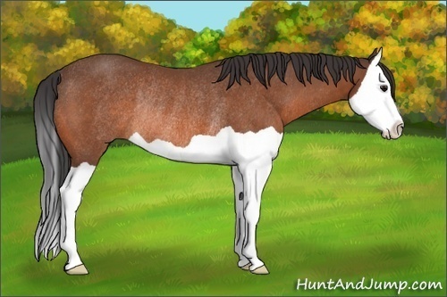Horse Color:Bay Splash Rabicano 
