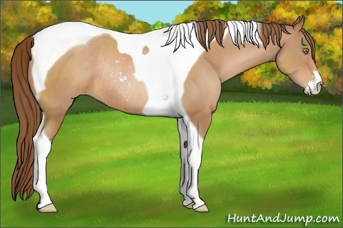 Horse Color:Bay Pearl Sabino Tobiano Rabicano 
