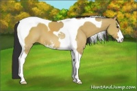 Horse Color:Bay Dun Sabino Tobiano