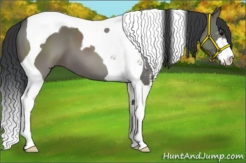 Horse Color:Grullo Sabino Tobiano
