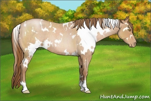 Horse Color:White Spotted Bay Roan Pearl
