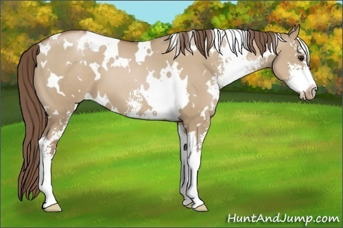 Horse Color:White Spotted Grullo Pearl Sabino