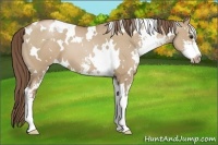 Horse Color:White Spotted Grullo Pearl Sabino