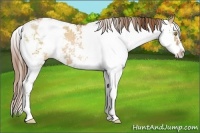 Horse Color:Bay Pearl Dun Sabino 