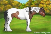 Horse Color:Brown Tobiano Rabicano
